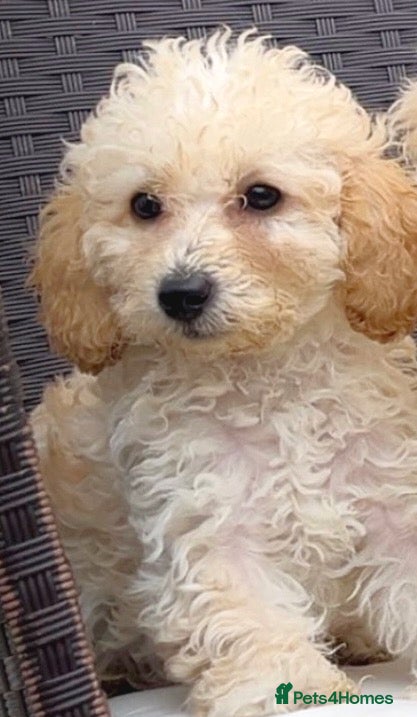 Toy Poodle dogs Asian Tiny Teddy Toy Poodles to Steal Your Heart  - Advert 2
