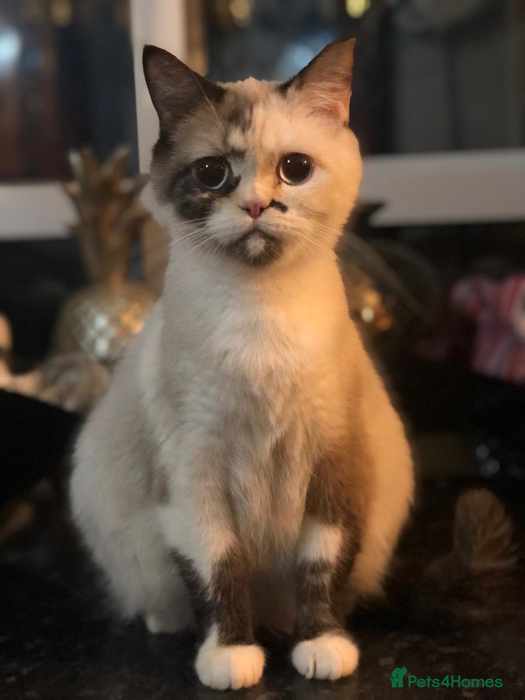Mixed Breed cats for sale: Beautiful little boy - Image 3