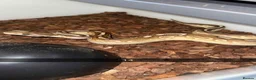 Python Snake reptiles for sale: Royal pythons  - Advert 13