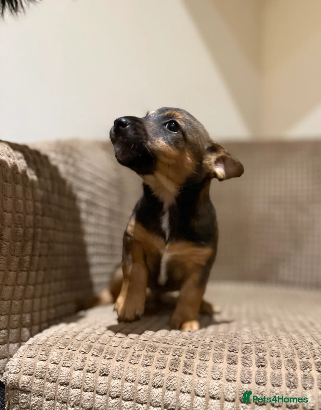Jack Russell dogs for sale: Gorgeous miniature Jack Russel puppies ready now - Advert 4