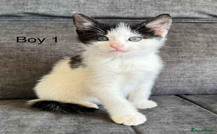 Domestic Shorthair cats - Advert 1