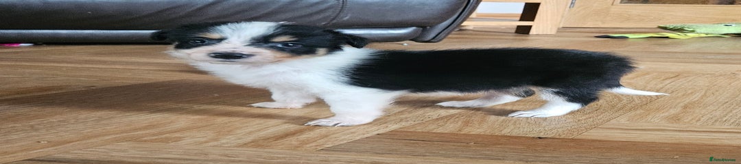 Border Collie Puppy 1
