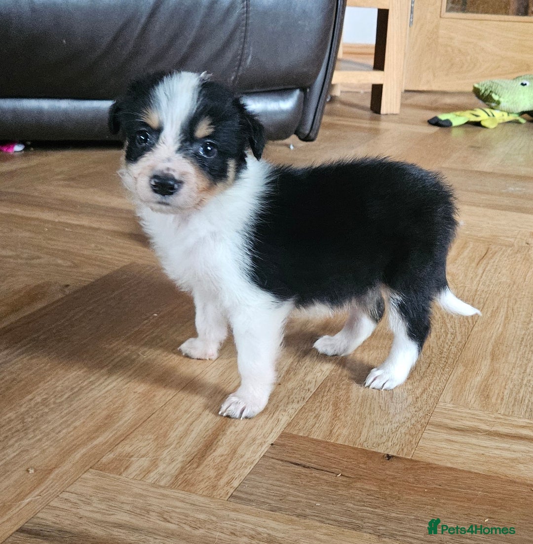 Border Collie dogs for sale: Beautiful border collies  - Image 1