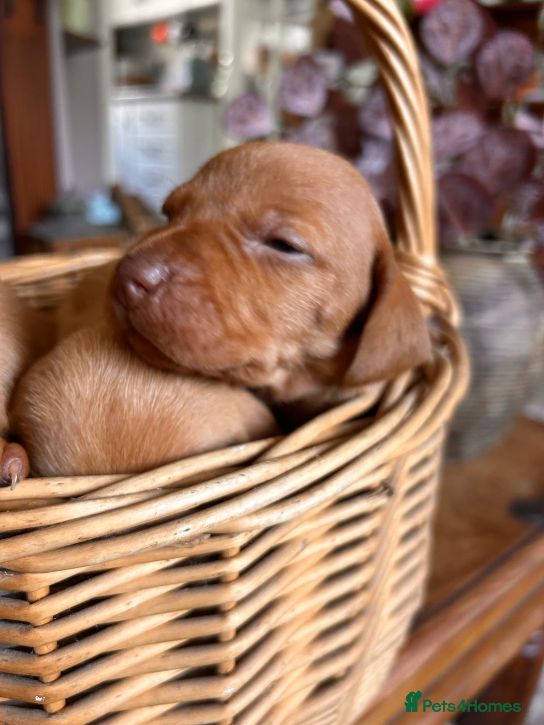 Hungarian Vizsla dogs for sale: Hungarian viszla puppies  - Image 3
