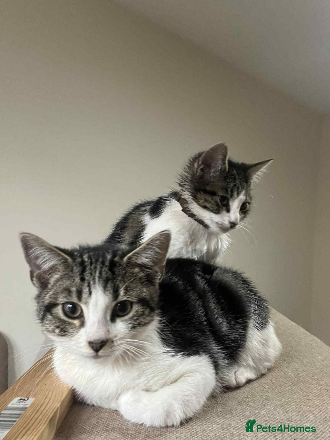 Mixed Breed cats for sale: 2 tabby kittens  - Image 6