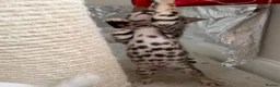 Bengal cats for sale: TICA Registered Bengal Kittens - Advert 32