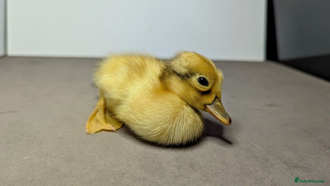 Ducks poultry for sale: 14 Welsh Harlequin Ducklings - Image 11