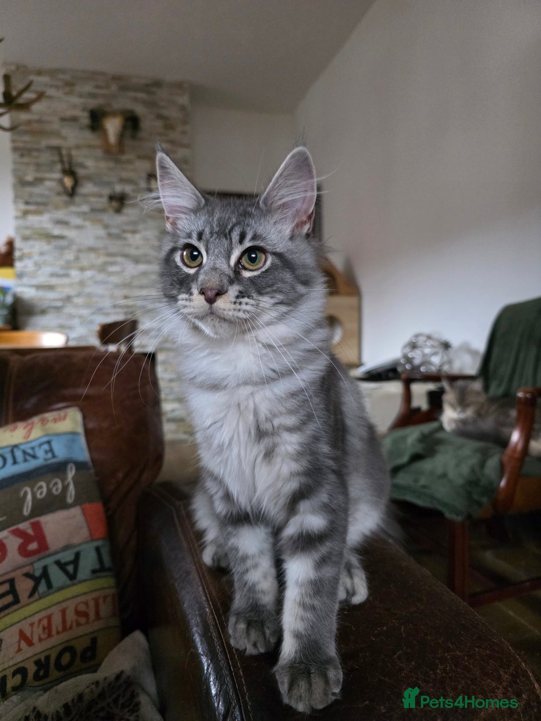 Maine Coon cats for sale: Three beautiful Maine Coon kittens - Advert 7