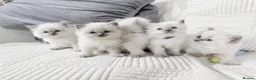 Ragdoll cats for sale: Blue Point Ragdoll Kittens for sale - Advert 19