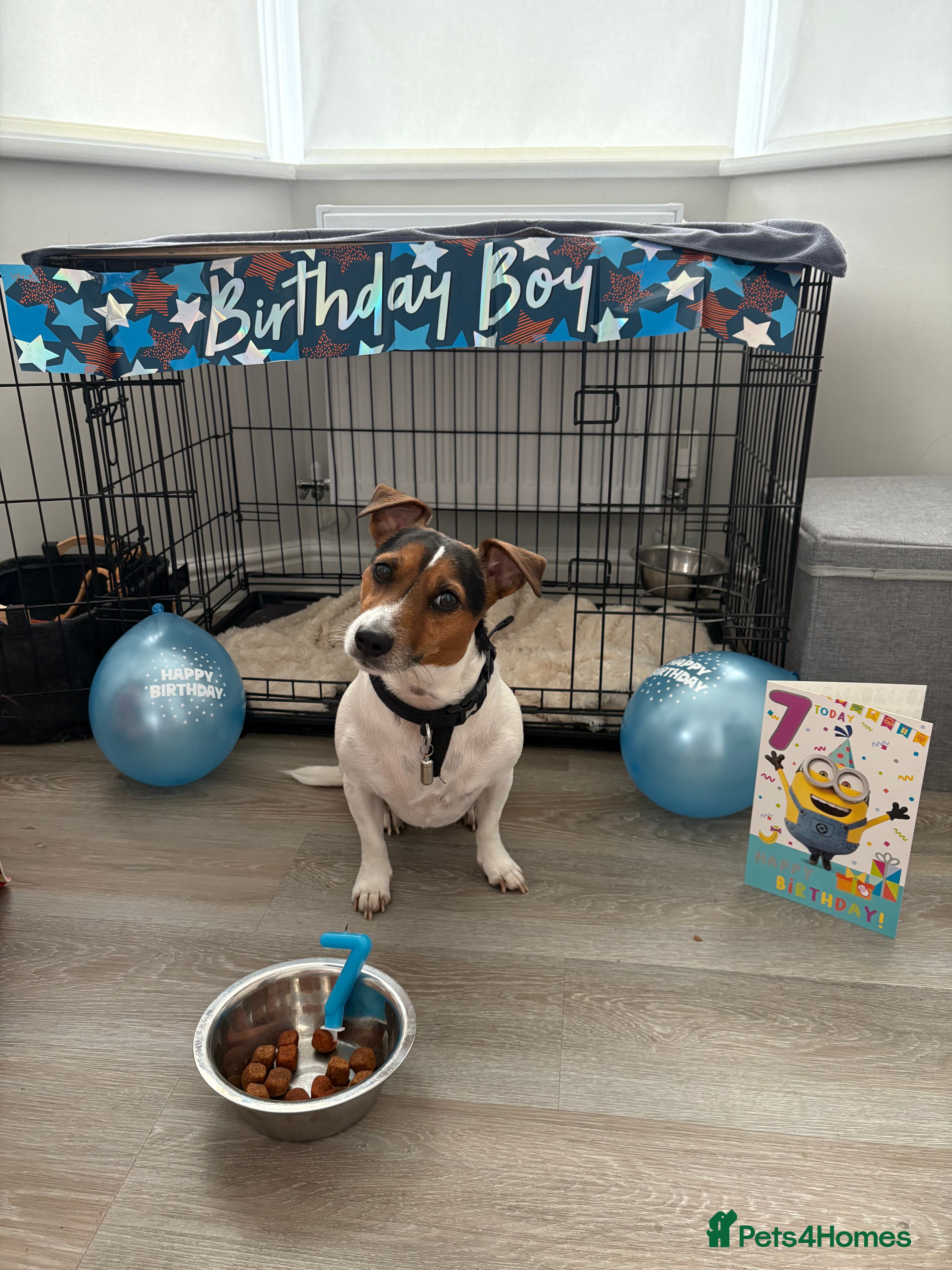 Jack Russell dogs Jack Russell for Stud in Basildon - Advert 7