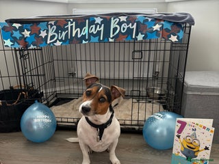 Jack Russell dogs for stud in Basildon - Advert 1