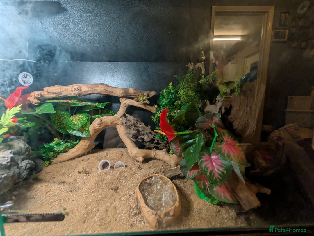 Leopard Gecko reptiles for sale: Loving Leopard Gecko Needs New Home - Meet Betty! - Advert 6