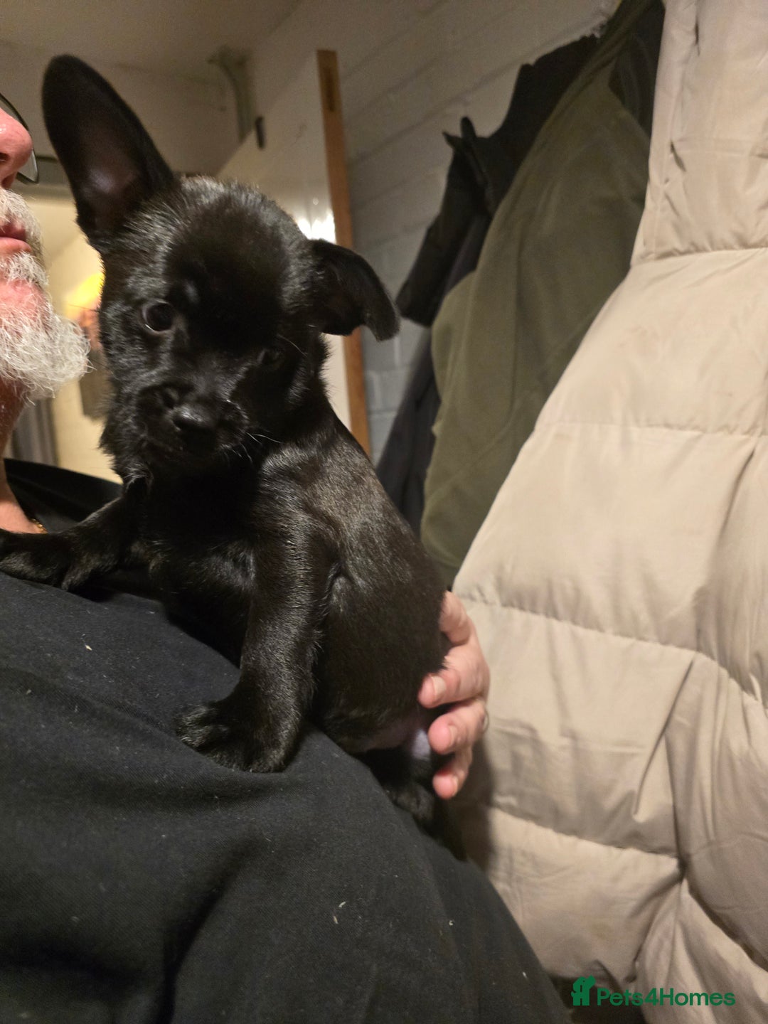 Mixed Breed dogs for sale: Schnoodle cross pomiestaff - Advert 9