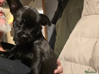 Mixed Breed dogs Schnoodle cross pomiestaff - Advert 1