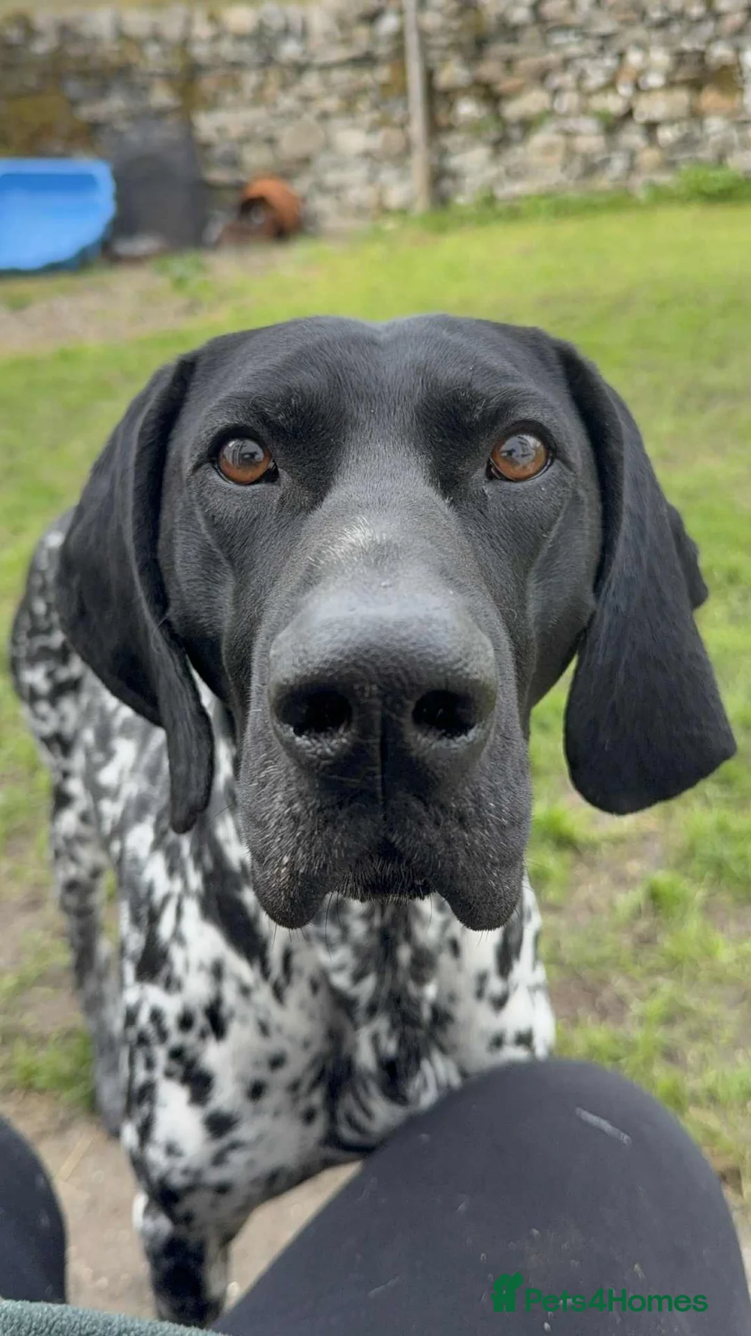German Shorthaired Pointer dogs for stud: Exceptional lines, KC reg fully health tested stud - Advert 3