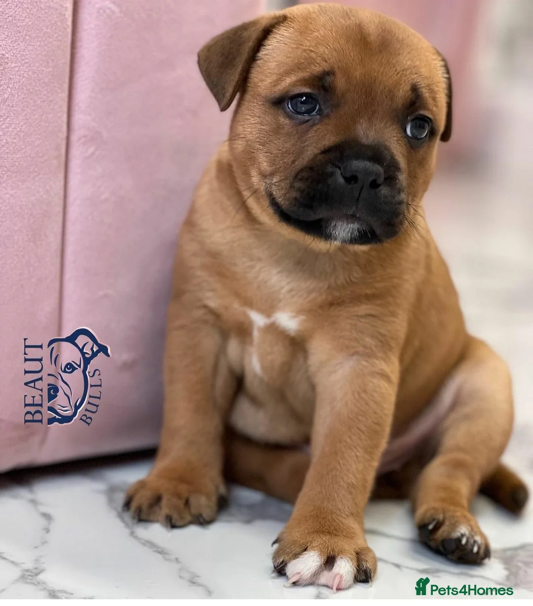 Staffordshire Bull Terrier dogs for stud: 🥨CHIEF CHAMPION SIRED. 🥨🏆  in Rochdale - Advert 13