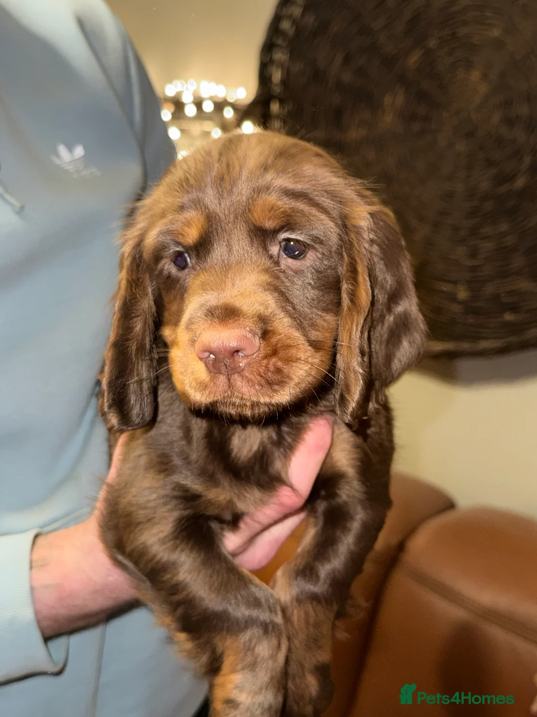 Cocker Spaniel dogs for sale: Stunning KC registered Cocker Spaniel Pups - Advert 4