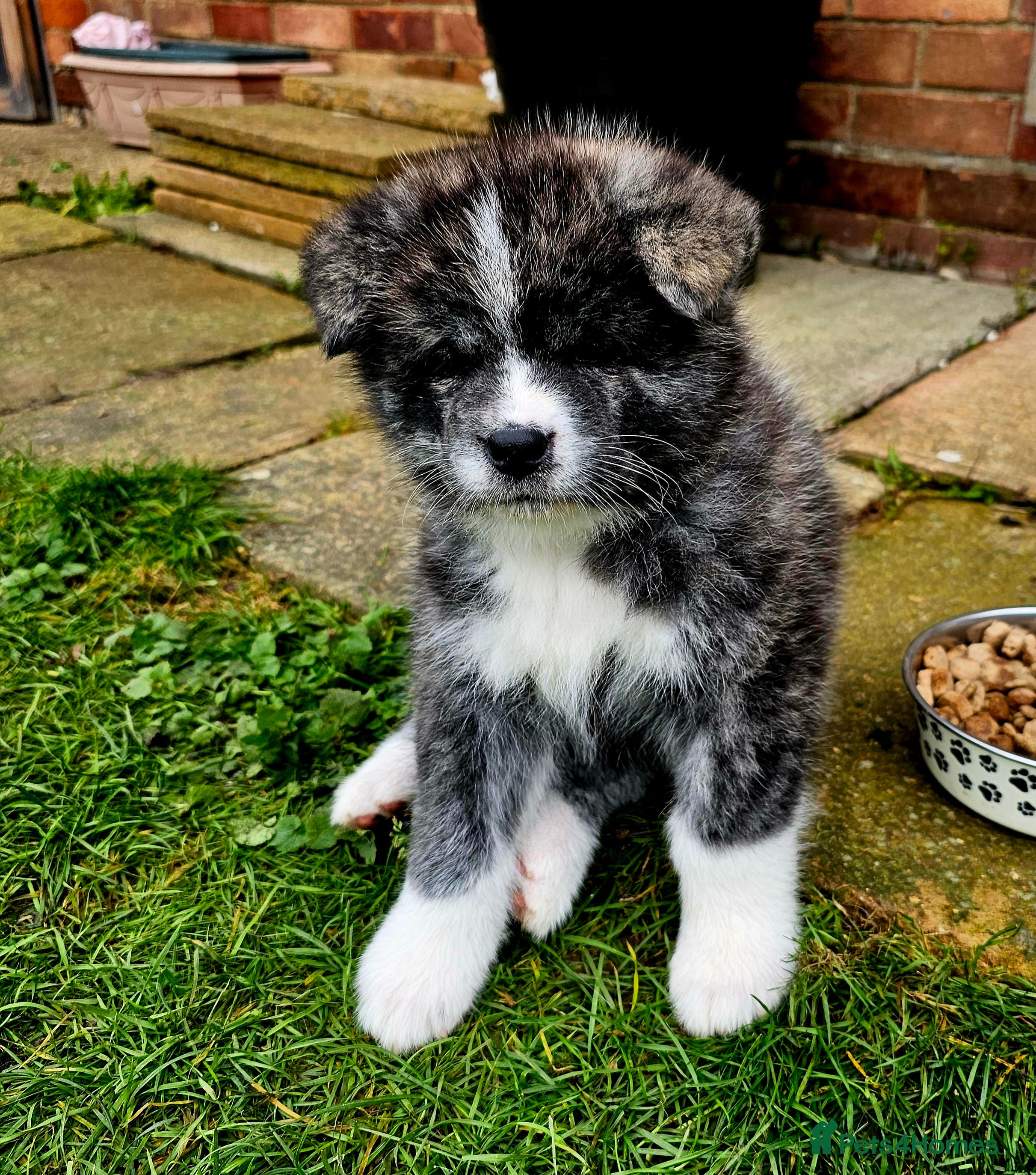 Japanese Akita Inu dogs Jepanese Akita Inu KC registered - Advert 11