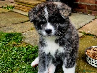 Japanese Akita Inu dogs Jepanese Akita Inu KC registered - Advert 3
