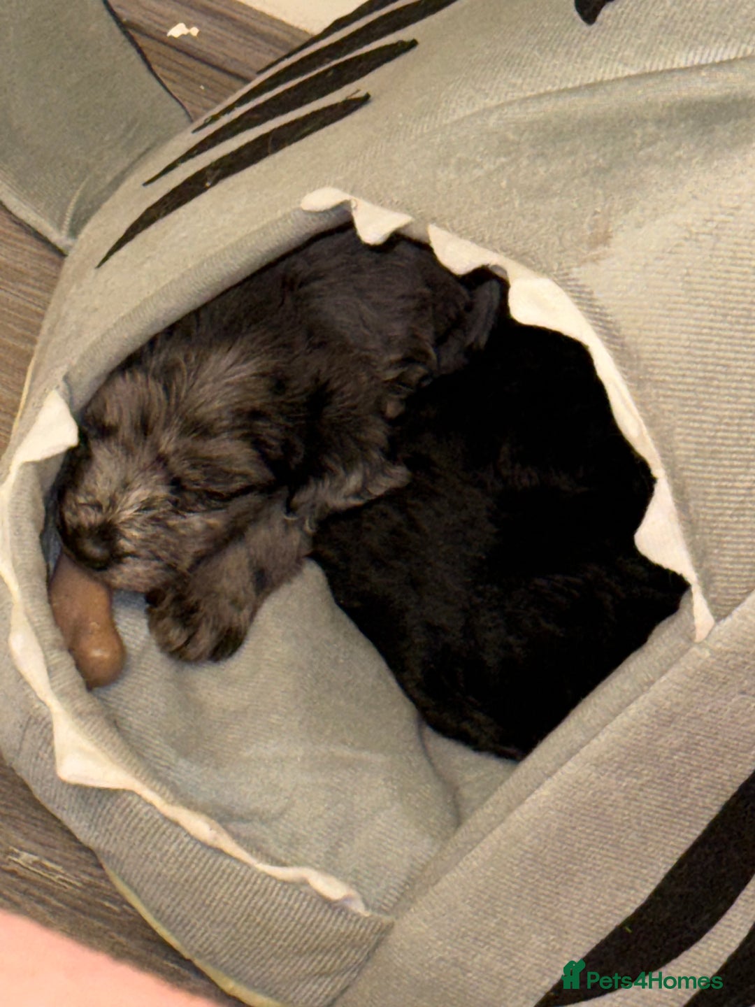 Labradoodle dogs for sale: Miniature labradoodle puppies  - Image 12