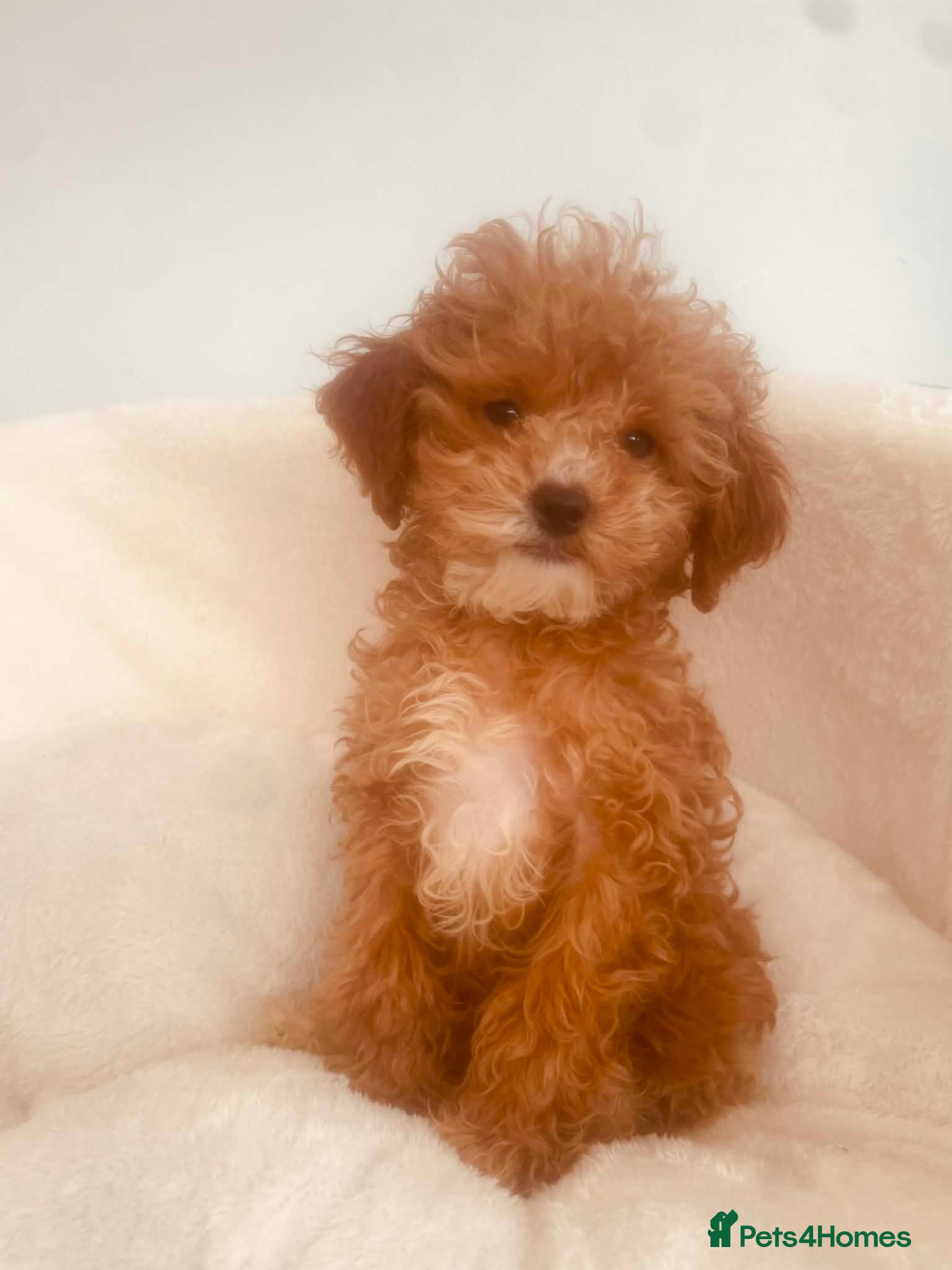 Cavapoo dogs Tiny F1B Toy Cavapoo Puppies 🐾 Fully Vaccinated  - Advert 5