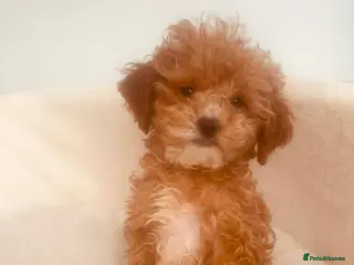 Cavapoo dogs Tiny F1B Toy Cavapoo Puppies 🐾 Fully Vaccinated - Advert 5