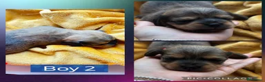 Mixed Breed 2