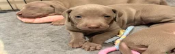 Weimaraner dogs for sale: Wonderful KC Reg Weimaraner Puppies x 6  - Advert 1