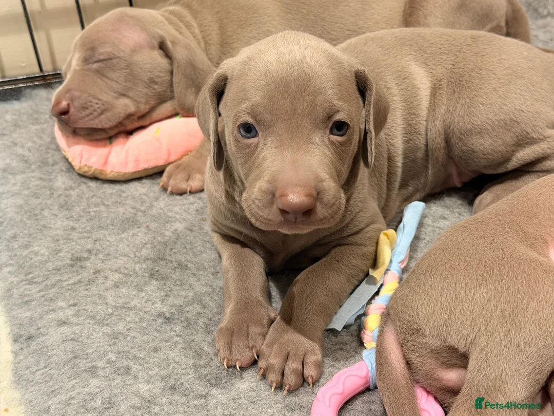 Weimaraner dogs for sale: Wonderful KC Reg Weimaraner Puppies x 6  - Advert 1