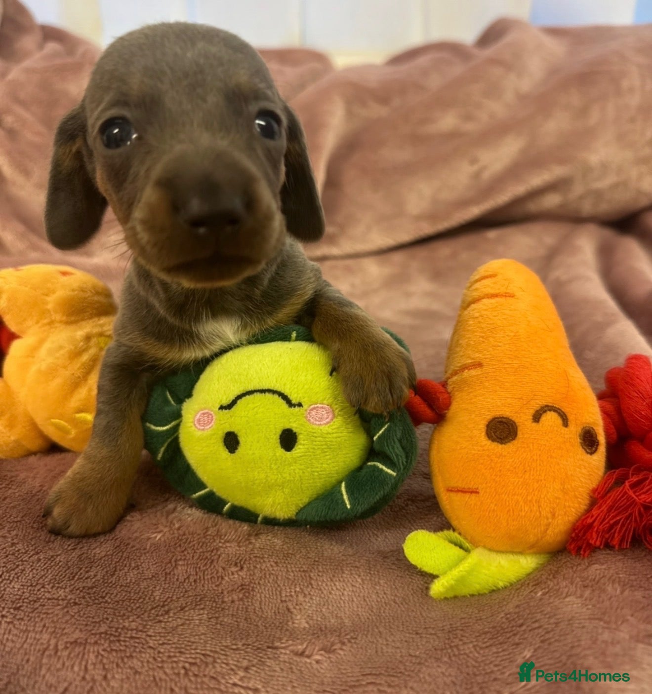 Miniature Dachshund dogs Miniature dashchunds - Advert 15