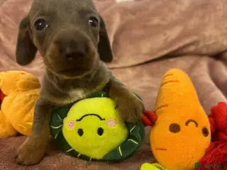 Miniature Dachshund dogs Miniature dashchunds - Advert 15