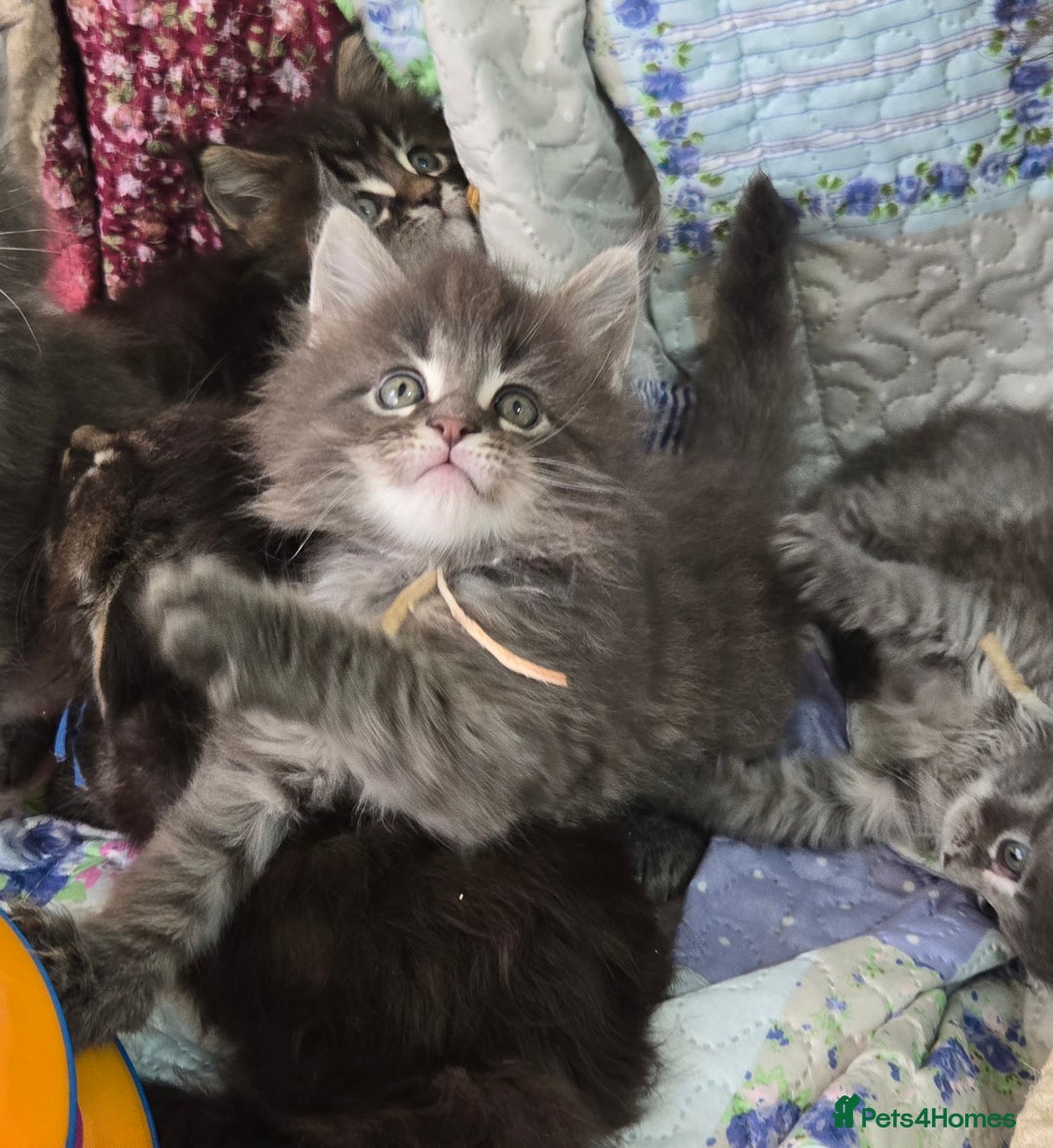 Maine Coon cats for sale: Gorgeous GCCF Maine Coons poss Active - Image 10