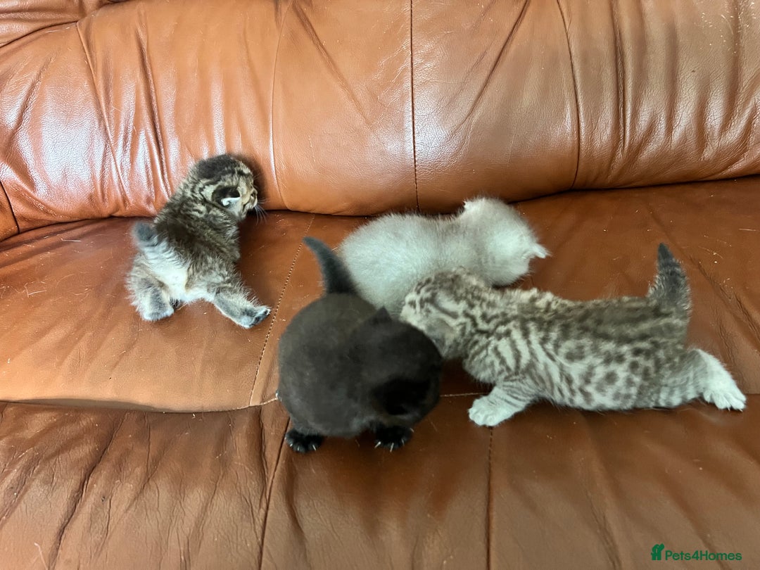 British Shorthair cats for sale: British shorthair kittens - Image 14