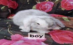 Mini Lop rabbits for sale: Mini lop baby rabbits - Image 6