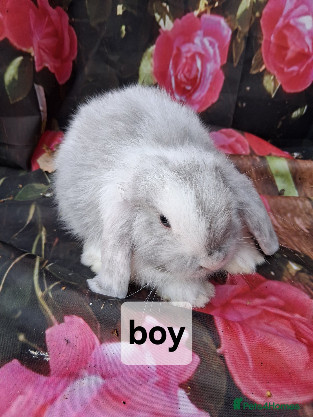 Mini Lop rabbits for sale: Mini lop baby rabbits - Image 6