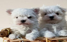 Maltese dogs for sale: Kc registered Maltese boys - Image 6