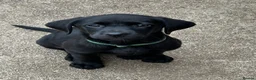 Labrador Retriever dogs for sale: Top Quality Pups From Working Line Parents  - Advert 3