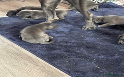 Cane Corso dogs for sale: Beautiful cane corso puppies  - Image 32