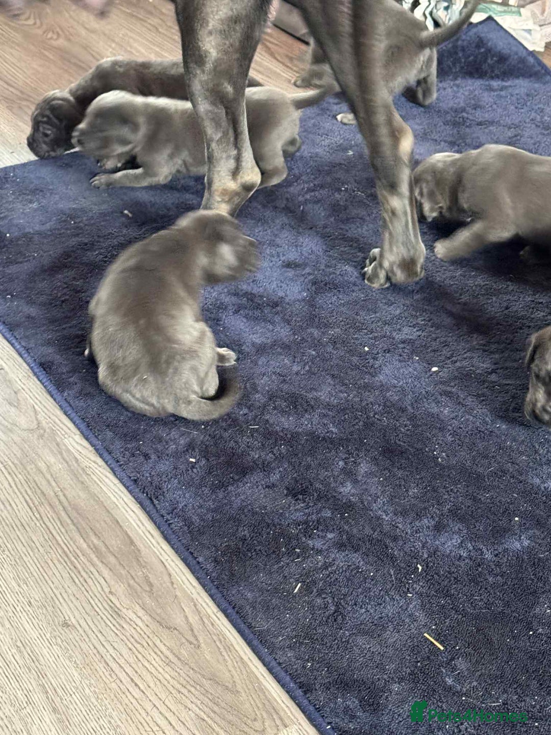 Cane Corso dogs for sale: Beautiful cane corso puppies  - Image 32