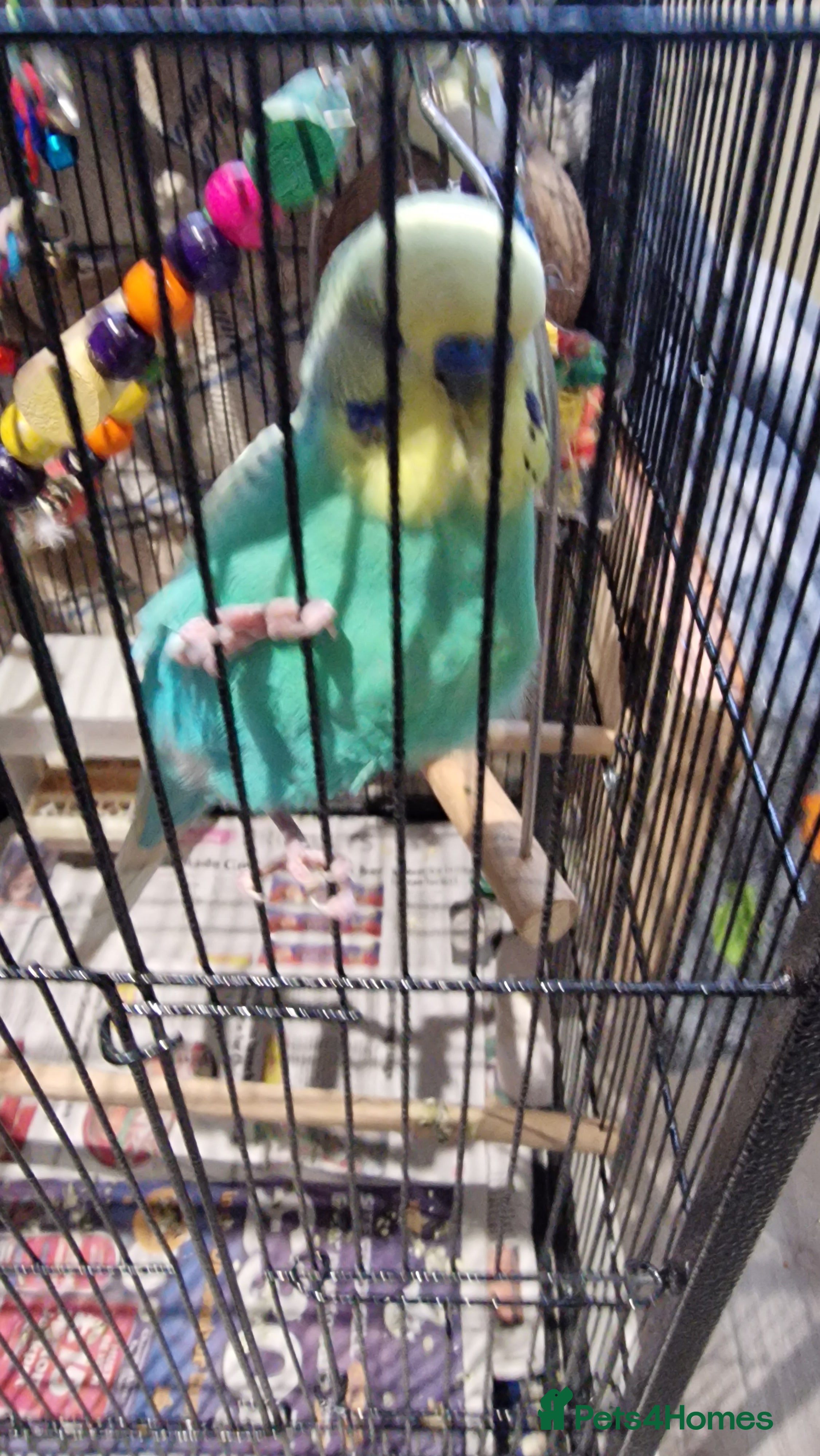 Budgerigars birds 2 Male Female Breeding Pair Budgies - Advert 3