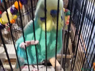Budgerigars birds 2 Male Female Breeding Pair Budgies - Advert 7