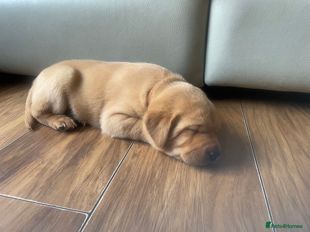 Labrador Retriever dogs for sale: Adorable labrador puppies 🐾  - Image 5