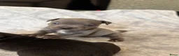 Staffordshire Bull Terrier dogs for sale: Stunning Staffordshire bull terrier puppies in Manchester - Advert 9