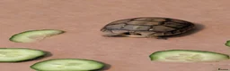 Tortoise reptiles for sale:  🐢 Baby Spur Thighed Tortoises 🐢 - Advert 5