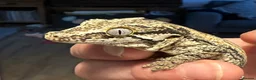 Gecko reptiles for sale: Red Striped Gargoyle Gecko - Male in Bishop's Stortford - Advert 3