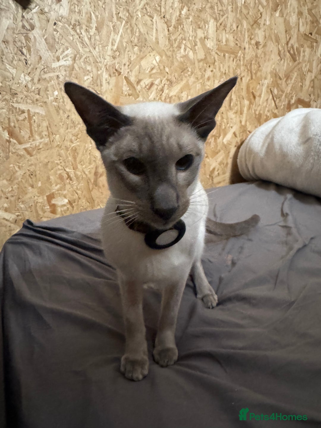 Oriental cats for sale: Oriental Male  - Advert 4