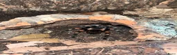 Tarantulas invertebrates for sale: 13 tarantulas and enclosures  in Manchester - Advert 6