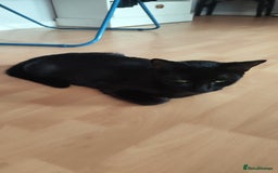 Mixed Breed cats for sale: Kittens for free  - Image 14