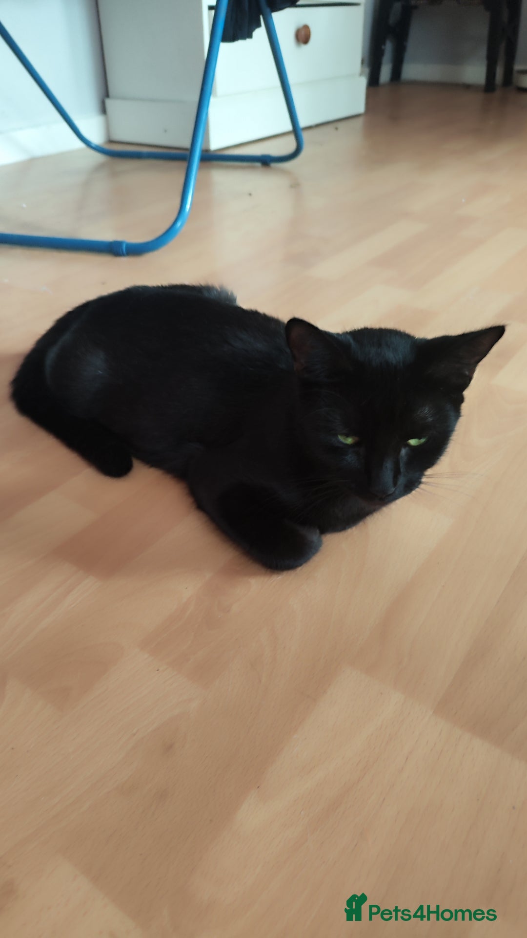 Mixed Breed cats for sale: Kittens for free  - Image 14
