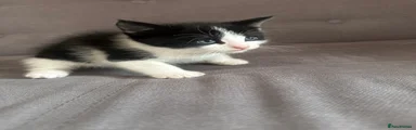 Domestic Shorthair 2